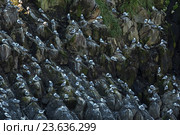 Море чаек гнездится на скалах Тихого океана. Стоковое фото, фотограф Юлия Машкова / Фотобанк Лори