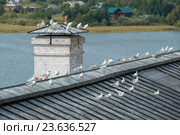 Озерные чайки отдыхают на крыше старого дома. Стоковое фото, фотограф Pukhov K / Фотобанк Лори