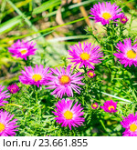 Астра подушковидная, кустарниковая (Aster dumosus). Осенняя многолетняя Астра с сиреневыми цветами. Стоковое фото, фотограф Евгений Мухортов / Фотобанк Лори