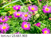 Астра подушковидная, кустарниковая (Aster dumosus). Осенняя многолетняя Астра с сиреневыми цветами. Стоковое фото, фотограф Евгений Мухортов / Фотобанк Лори