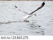 Большая чайка взлетает с воды. Стоковое фото, фотограф Игорь Низов / Фотобанк Лори