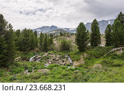 Алтай июль. Усть-Коксинский район. Облака над горами и лесом. Стоковое фото, фотограф Владимир Панкевич / Фотобанк Лори
