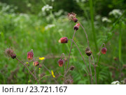 Гравилат речной, или Гравилат приручейный (лат. Geum rivale) Стоковое фото, фотограф Светлана Шимкович / Фотобанк Лори