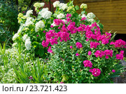 Розовые флоксы (лат. Phlox) и Гортензия садовая (лат. Hydrangea paniculata) на дачном участке. Стоковое фото, фотограф Елена Коромыслова / Фотобанк Лори