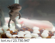 Мексиканский водяной дракон аксолотль в аквариуме. Стоковое фото, фотограф Argument / Фотобанк Лори