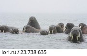 Моржи в воде. Стоковое видео, видеограф Vladimir / Фотобанк Лори