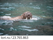 Морж в воде. Стоковое фото, фотограф Vladimir / Фотобанк Лори