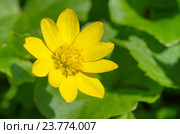 Лютик весенний или чистяк (лат. Ranunculus ficaria) крупным планом. Стоковое фото, фотограф Елена Коромыслова / Фотобанк Лори