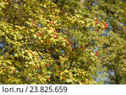 Боярышник обыкновенный, спелые ягоды на ветке (лат. Crataegus laevigata) ,фокус на переднем плане. Стоковое фото, фотограф Svet / Фотобанк Лори