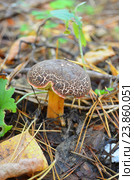 Гриб моховик (Xerocomus subtomentosus) Стоковое фото, фотограф Staryh Luiba / Фотобанк Лори