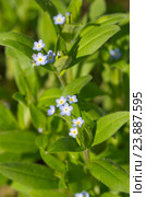 Незабудка лесная (лат. Myosotis sylvatica) Стоковое фото, фотограф Елена Коромыслова / Фотобанк Лори