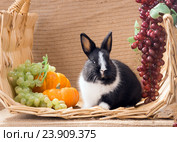 Забавный черно белый малыш карликового голландского кролика. Один месяц. Стоковое фото, фотограф Ирина Кожемякина / Фотобанк Лори