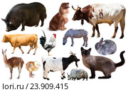 set of farm animals. Стоковое фото, фотограф Яков Филимонов / Фотобанк Лори