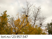 Пернатая осень или грачи улетели. Стоковое фото, фотограф Анатолий Дымов / Фотобанк Лори