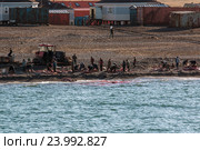 Чукч из поселка Инчоун разделывают туши моржей,привезенные охотниками (2016 год). Редакционное фото, фотограф Василий Князев / Фотобанк Лори