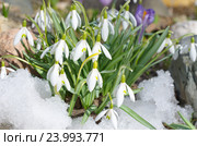 Подснежники Воронова (лат.Galanthus woronowii) Стоковое фото, фотограф Елена Коромыслова / Фотобанк Лори