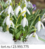 Подснежники Воронова (лат.Galanthus woronowii) Стоковое фото, фотограф Елена Коромыслова / Фотобанк Лори