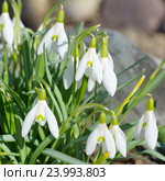 Подснежники Воронова (лат.Galanthus woronowii) крупным планом. Стоковое фото, фотограф Елена Коромыслова / Фотобанк Лори