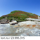 Pink flowers (Carpobrotus) on rock top. Стоковое фото, фотограф Юрий Брыкайло / Фотобанк Лори
