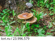 Переросшие пластинчатые грибы на стволе дерева. Стоковое фото, фотограф Алёшина Оксана / Фотобанк Лори
