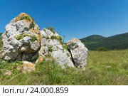 Колокольчик поникающий (лат. Campanula pendula) на камнях. Россия, Краснодарский край, Мостовской район. Стоковое фото, фотограф Наталья Гармашева / Фотобанк Лори