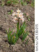 Розовый гиацинт сорта "Джипси Куин" (лат. Hyacinthus Gypsy Queen) Стоковое фото, фотограф Елена Коромыслова / Фотобанк Лори