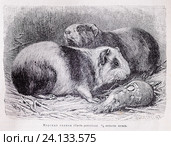 Морская свинка (Сavia  porcellus) - рисунок из книги А. Брэма "Жизнь животных", 1896 г. Стоковая иллюстрация, иллюстратор Вера Смолянинова / Фотобанк Лори