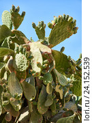 Cactus Opuntia. Стоковое фото, фотограф Сергей Пристяжнюк (Serg Zastavkin) / Фотобанк Лори