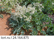 Катран морской (Crambe maritima) крупным планом. Стоковое фото, фотограф Ирина Яровая / Фотобанк Лори