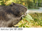 Нутрия, или коипу, или болотный бобр (лат. Myocastor coypus) — млекопитающее отряда грызунов ест зеленые листья ясеня. Стоковое фото, фотограф Наталья Гармашева / Фотобанк Лори