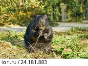 Нутрия, или коипу, или болотный бобр (лат. Myocastor coypus) — млекопитающее отряда грызунов с ярко-оранжевыми резцами. Стоковое фото, фотограф Наталья Гармашева / Фотобанк Лори