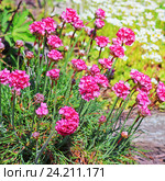 Армерия приморская (Armeria maritima, Plumbaginaceae). Декоративный садовый многолетний холодостойкий цветок. Стоковое фото, фотограф Евгений Мухортов / Фотобанк Лори