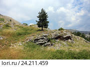 Одинокая ель в горах Черногории, Цетине (2015 год). Стоковое фото, фотограф Алексей Гусев / Фотобанк Лори