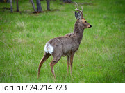 Сибирская косуля (Capreolus pygargus) Стоковое фото, фотограф Great Siberia Studio / Фотобанк Лори