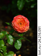 Роза чайно-гибридная Кен Симондс (лат. Ken Simmonds), Fryers Roses. Стоковое фото, фотограф lana1501 / Фотобанк Лори