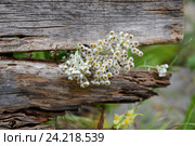 Полевые цветы на фоне деревянного забора. Стоковое фото, фотограф Кривошеева Светлана / Фотобанк Лори