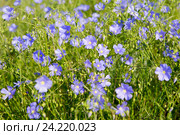 Цветущий голубой лен (linum) (2016 год). Стоковое фото, фотограф Ирина Яровая / Фотобанк Лори