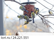 Синица большая. Great Tit (Parus major) Стоковое фото, фотограф Василий Вишневский / Фотобанк Лори