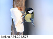 Синица большая. Great Tit (Parus major). Стоковое фото, фотограф Василий Вишневский / Фотобанк Лори