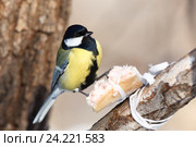 Синица большая. Great Tit (Parus major). Стоковое фото, фотограф Василий Вишневский / Фотобанк Лори