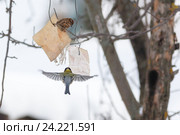 Синица большая и воробьи. Great Tit (Parus major). Стоковое фото, фотограф Василий Вишневский / Фотобанк Лори