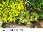 Молодило (лат. Sempervivum) и Очиток  едкий (лат. Sedum acre) на клумбе. Стоковое фото, фотограф Елена Коромыслова / Фотобанк Лори