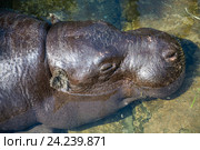 Карликовый бегемот (Hexaprotodon liberiensis или Choeropsis liberiensis) Стоковое фото, фотограф Алёшина Оксана / Фотобанк Лори