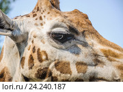 Глаз жирафа (Giraffa camelopardalis) Стоковое фото, фотограф Алёшина Оксана / Фотобанк Лори