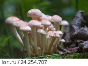 Ложноопёнок кирпично-красный (Hypholoma lateritium) на пне. Стоковое фото, фотограф Александр Курлович / Фотобанк Лори