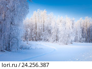 Birch grove on a frosty sunny day. Стоковое фото, фотограф Владимир Мельников / Фотобанк Лори