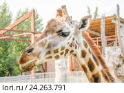 Жираф Ротшильда (Giraffa camelopardalis rothschildi) (2015 год). Стоковое фото, фотограф Алёшина Оксана / Фотобанк Лори