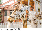 Жираф Ротшильда (Giraffa camelopardalis rothschildi) в зоопарке Ростова-на-Дону (2015 год). Стоковое фото, фотограф Алёшина Оксана / Фотобанк Лори
