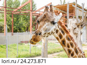 Жираф Ротшильда (Giraffa camelopardalis rothschildi) жует траву в зоопарке Ростова-на-Дону (2015 год). Стоковое фото, фотограф Алёшина Оксана / Фотобанк Лори