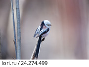 Синица длиннохвостая. Long-tailed Tit (Aegithalos caudatus). Стоковое фото, фотограф Василий Вишневский / Фотобанк Лори